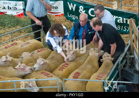 Llanelwedd, Powys, UK. 16.September 2018. Inpection Charolais Widdern. Inspektion und zeigen Veranstaltungen statt, die am Tag vor dem NSA (National Schafe Association) Wales & Grenze Ram Verkauf - angeblich die größte in Europa - auf der Royal Welsh Showground in Powys, Wales, UK. Es gibt zwei NSA Wales & Grenze Ram Umsatz jedes Jahr gehalten: Eine frühe Eine im August und eine im September. Mehr als 5.000 Widder aus über 30 Rassen auf Verkauf. © Graham M. Lawrence/Alamy leben Nachrichten Stockfoto