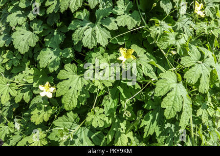 Momordica charantia, bitter Melon, Blätter und Blumen Stockfoto