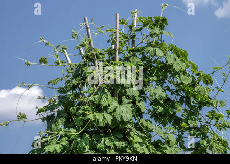 Momordica charantia, Bittermelone wächst auf der Rebe, unterstützen Klettern Gemüse im Gemüsegarten Stockfoto