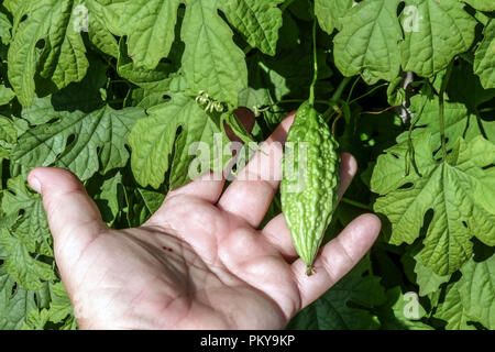 Momordica charantia, bittere Melone, Blätter und unreife Früchte Klettergemüse für Gemüse Stockfoto