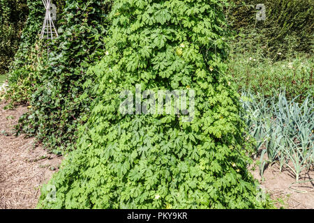 Momordica charantia, bitter Melone in Gemüsegarten wachsen Stockfoto