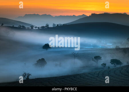 Phantasievolle Dawn mit frühen Morgen Tau auf Teeplantagen bei Moc Chau Farm, Son La Provinz, Vietnam Stockfoto