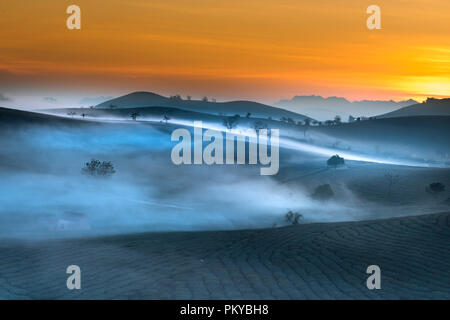Phantasievolle Dawn mit frühen Morgen Tau auf Teeplantagen bei Moc Chau Farm, Son La Provinz, Vietnam Stockfoto
