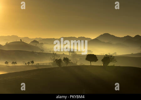 Phantasievolle Dawn mit frühen Morgen Tau auf Teeplantagen bei Moc Chau Farm, Son La Provinz, Vietnam Stockfoto