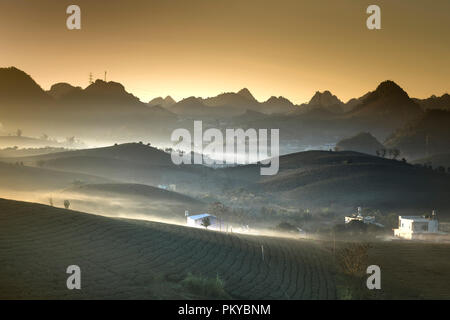 Phantasievolle Dawn mit frühen Morgen Tau auf Teeplantagen bei Moc Chau Farm, Son La Provinz, Vietnam Stockfoto