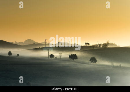 Phantasievolle Dawn mit frühen Morgen Tau auf Teeplantagen bei Moc Chau Farm, Son La Provinz, Vietnam Stockfoto