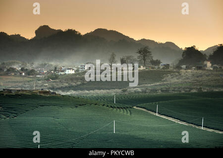 Kaffee Feld auf dem Hügel in Moc Chau, Vietnam. Moc Chau Plateau ist als eines der attraktivsten Touristen Reiseziel im Norden von Vietnam bekannt. Stockfoto