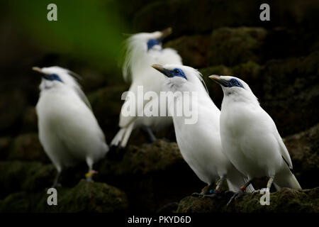 Rothschilds Mynah-Leucopsar victoriae, schöne weiße blue eyed Starling endemisch in Insel Bali, Indonesien. Stockfoto