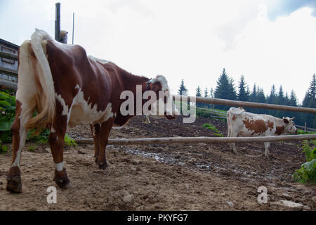 Kuh auf einem Bauernhof in den Bergen vor dem Melken nach Weiden Stockfoto