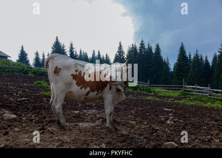 Kuh auf einem Bauernhof in den Bergen vor dem Melken nach Weiden Stockfoto