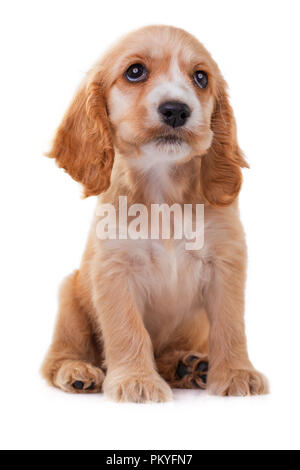 Cocker Spaniel Welpen, auf weissem isoliert. Stockfoto