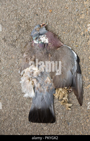 Tot abgeflacht Ringeltaube liegen auf der Oberfläche der asphaltierten Straßen roadkill, Großbritannien Stockfoto