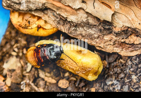 Madagaskar zischen Küchenschabe aka Gromphadorina Portentosa beim Essen eine Banane. Es ist eine der größten Arten der Kakerlaken. Stockfoto