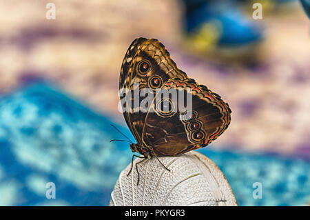 Morpho peleides, aka blaue Morpho Peleides oder gemeinsamen Morpho ist ein tropischer Schmetterling. Hier Unterseite seiner Flügel, während sich auf Stockfoto