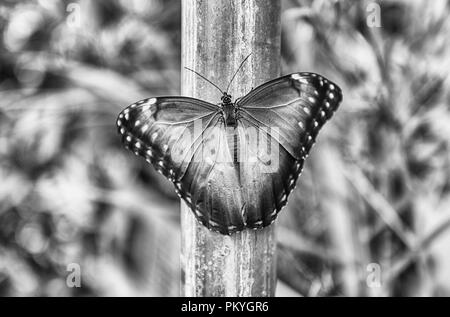 Morpho peleides, aka blaue Morpho Peleides oder gemeinsamen Morpho ist ein tropischer Schmetterling. Hier ist die obere Seite der seine Flügel Stockfoto