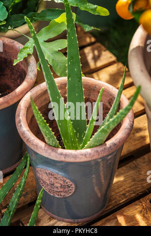 Aloe Vera Pflanze eingelocht, Keramik Topf. Stockfoto