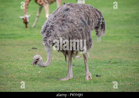 Longleat Safari Park, fahren Sie durch, 14. September 2018, eine wundervolle Erfahrung zu sehen, wie erstaunlich Tiere in einer natürlichen Umgebung. Stockfoto