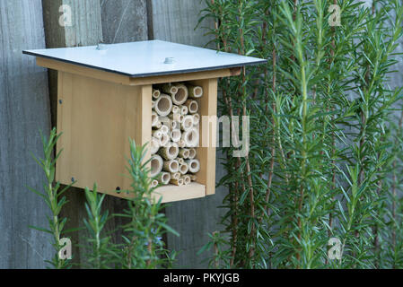 Ein Hotel für Bienen, Insekten oder Insekten, das neu auf einem Holzzaun in der Nähe einer blühenden Rosmarin-Pflanze (Rosmarinus officinalis) in einem Garten in Sydney in Australien installiert wurde Stockfoto