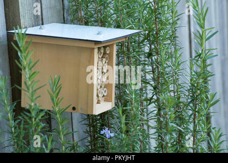 Ein Hotel für Bienen, Insekten oder Insekten, das neu auf einem Holzzaun in der Nähe einer blühenden Rosmarin-Pflanze (Rosmarinus officinalis) in einem Garten in Sydney in Australien installiert wurde Stockfoto