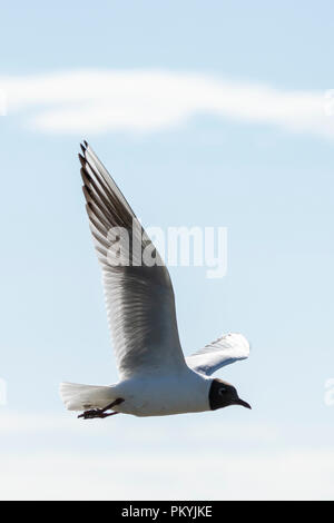 Flying Lachmöwe (Chroicocephalus ridibundus) Stockfoto