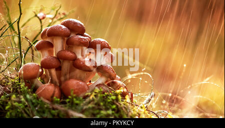 Pilze armillaria von Honig agaric In Sonniger Wald im Regen. Honig Pilz sind in der Ukraine, Russland, Polen, Deutschland und anderen europäischen c angesehen Stockfoto