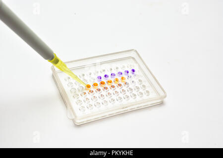 Lab Tests. Anwendung von Proben in den Vertiefungen der Platte. Stockfoto