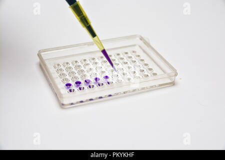 Lab Tests. Anwendung von Proben in den Vertiefungen der Platte. Stockfoto