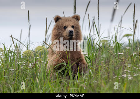 Küsten brown Bear Cub (Ursus arctos) in langen Gras mit Blumen. in Lake Clark National Park, Alaska genommen Stockfoto