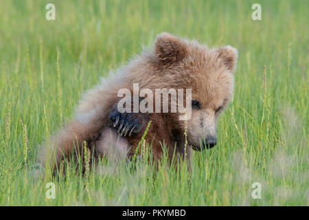 Küsten brown Bear Cub (Ursus arctos) sitzen im Gras am See Calrk NP, Alaska mit Pfoten und Krallen deutlich sichtbar Stockfoto