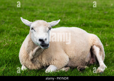 Schafe entspannende convenienly auf der grünen Wiese und kauen Gras, Dingle, Irland Stockfoto