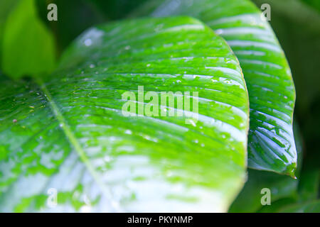 Regen fällt auf Blätter Stockfoto