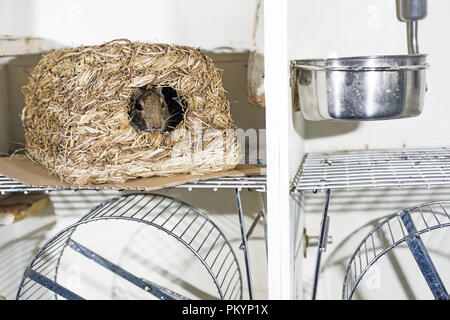 Kleine Australische home Haustier Degu. Auf weissem Hintergrund. Stockfoto