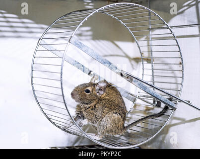 Kleine Australische home Haustier Degu. Auf weissem Hintergrund. Stockfoto
