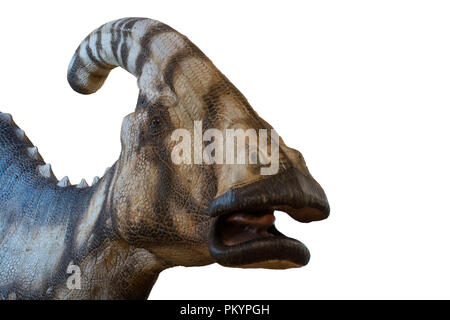 Parasaurolophus auf weißem Hintergrund Stockfoto