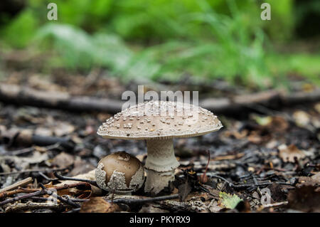 Blusher (amanita rubescens) wächst im Chailey gemeinsame Naturschutzgebiet in West Sussex Stockfoto