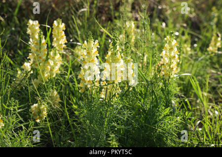 Linaria vulgaris (gemeinsame Toadflax) wachsen in der Zitava Alluvium Naturschutzgebiet im Süden der Slowakei Stockfoto