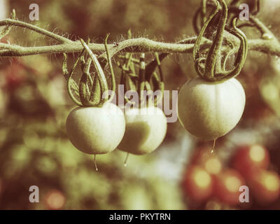 Frische unreife grüne Tomaten hängen an den Weinstock und eine Tomatenpflanze im Garten. Stockfoto