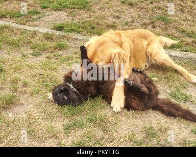 Goldenen Hund lecken süße Katze auf kurzen Gras grün. Adorable kleine schwarze Katze und Hund mit lustigen Emotionen Spaß Stockfoto