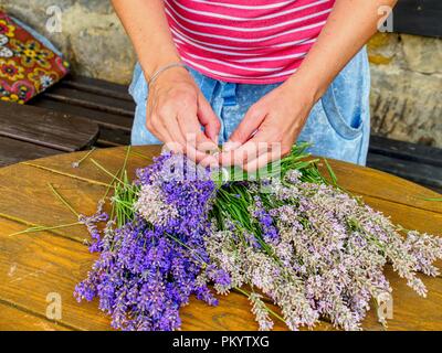 Mädchen Hände mit Schere und string Vorbereitung Lavendelblüten Trauben auf hölzernen Tisch. Stockfoto