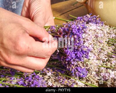 Mädchen Hände mit Schere und string Vorbereitung Lavendelblüten Trauben auf hölzernen Tisch. Stockfoto