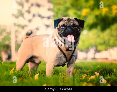 Portrait von Mops Hund im Park defokussiertem Hintergrund mit Bokeh Stockfoto