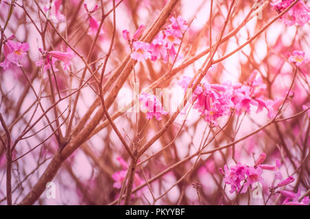 Der Frühling kam in der Stadt, schöne Kirschblüten. Stockfoto