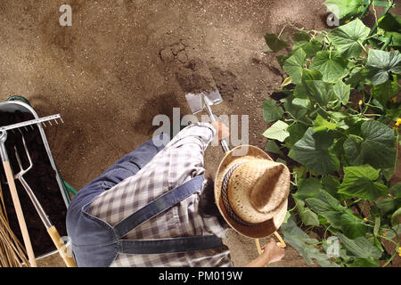 Mann Bauer arbeiten mit Spaten in der Gemüsegarten, brechen und den Boden in der Nähe von Gurken Pflanze, Ansicht von oben und kopieren Raum Vorlage bewegen Stockfoto