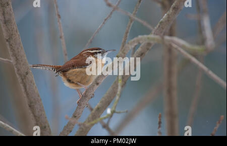 Carolina Wren; Thryothorus ludovicianus Stockfoto