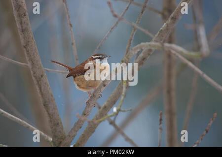 Carolina Wren; Thryothorus ludovicianus Stockfoto