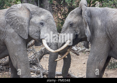 Zwei junge afrikanische Elefanten (Loxodonta africana) Sparring in der timbavati Reserve, Südafrika, Verriegelung Stoßzähne. Stockfoto