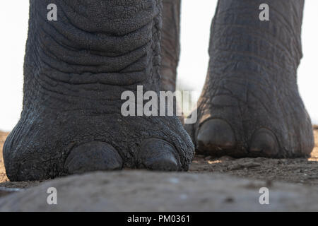 Afrikanischer Elefant (Loxodonta africana) in bis vom Boden aus zu schließen. Detail der Füße und Zehen. Madikwe Reserve, Südafrika. Stockfoto