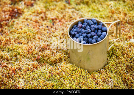 Frische Heidelbeeren in Metall Schale auf dem Boden im Wald. Stockfoto