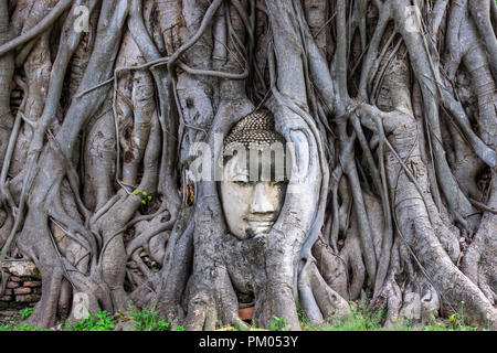 Kopf des Buddha Statue im root von Bodhi Baum im Wat Mahathat Ayutthaya in Thailand. Stockfoto