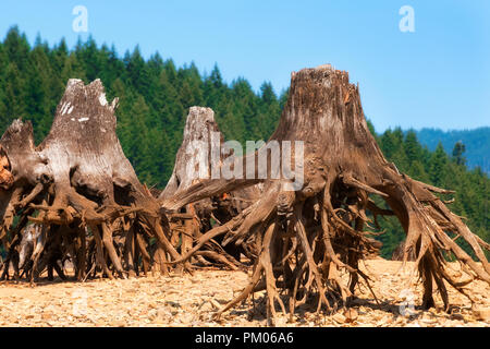 Die Freigabe der Gewässer in Detroit Lake Dam zeigt die Reste der Bäume, die entlang der See Küste entfernt wurden. Stockfoto